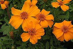 Disco Orange Marigold (Tagetes patula 'Disco Orange') at Garden Treasures