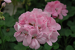 Patriot Soft Pink Geranium (Pelargonium 'Patriot Soft Pink') at Garden Treasures
