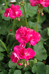 Patriot Rose Pink Geranium (Pelargonium 'Patriot Rose Pink') at Garden Treasures