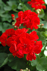 Patriot Bright Red Geranium (Pelargonium 'Patriot Bright Red') at Garden Treasures
