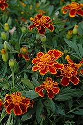 Durango Flame Marigold (Tagetes patula 'Durango Flame') at Garden Treasures