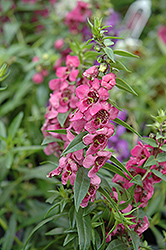 Pink Angelonia (Angelonia angustifolia 'Pink') at Garden Treasures
