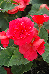 Nonstop Rose Pink Begonia (Begonia 'Nonstop Rose Pink') at Garden Treasures