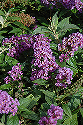 Lo & Behold Purple Haze Butterfly Bush (Buddleia 'Purple Haze') at Garden Treasures