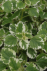Variegated Swedish Ivy (Plectranthus coleoides 'Variegata') at Garden Treasures