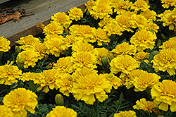 Janie Bright Yellow Marigold (Tagetes patula 'Janie Bright Yellow') at Garden Treasures