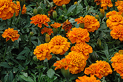 Janie Deep Orange Marigold (Tagetes patula 'Janie Deep Orange') at Garden Treasures