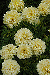 French Vanilla Marigold (Tagetes erecta 'French Vanilla') at Garden Treasures
