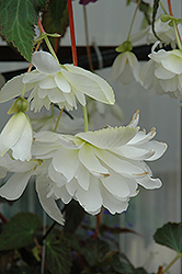 Illumination White Begonia (Begonia 'Illumination White') at Garden Treasures