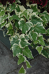 Gloire de Marengo Ivy (Hedera algeriensis 'Gloire de Marengo') at Garden Treasures