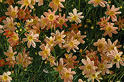 Sienna Sunset Tickseed (Coreopsis 'Sienna Sunset') at Garden Treasures
