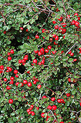 Cranberry Cotoneaster (Cotoneaster apiculatus) at Garden Treasures