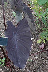 Black Magic Elephant Ear (Colocasia esculenta 'Black Magic') at Garden Treasures