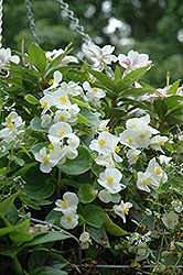 Wax Begonia (Begonia semperflorens) at Garden Treasures