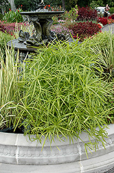 Umbrella Plant (Cyperus alternifolius) at Garden Treasures