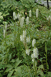 Canadian Burnet (Sanguisorba canadensis) at Garden Treasures