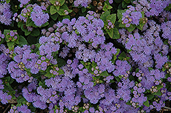 Aloha Blue Flossflower (Ageratum 'Aloha Blue') at Garden Treasures