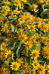 Melampodium (Melampodium paludosum) at Garden Treasures