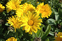 Bon Bon Yellow Pot Marigold (Calendula officinalis 'Bon Bon Yellow') at Garden Treasures