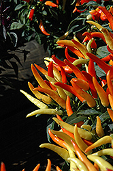 Sweet Pepper (Capsicum annuum) at Garden Treasures