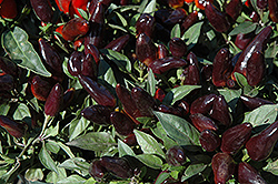 Peruvian Purple Ornamental Pepper (Capsicum annuum 'Peruvian Purple') at Garden Treasures