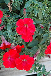 Surfinia Red Petunia (Petunia 'Surfinia Red') at Garden Treasures