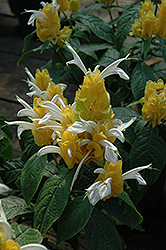 Golden Shrimp Plant (Pachystachys lutea) at Garden Treasures