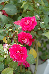 Fiesta Rose Double Impatiens (Impatiens 'Fiesta Rose') at Garden Treasures