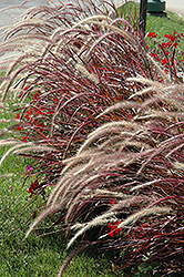 Fireworks Fountain Grass (Pennisetum setaceum 'Fireworks') at Garden Treasures