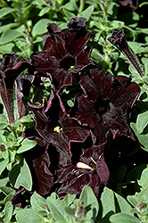 Black Velvet Petunia (Petunia 'Black Velvet') at Garden Treasures