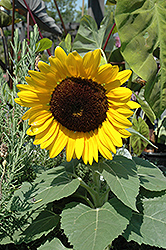 Miss Sunshine Annual Sunflower (Helianthus annuus 'Miss Sunshine') at Garden Treasures