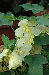 Bella Vanilla Flowering Maple (Abutilon 'Bella Vanilla') at Garden Treasures