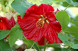 Bella Red Flowering Maple (Abutilon 'Bella Red') at Garden Treasures