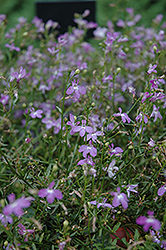 Waterfall Light Lavender Lobelia (Lobelia erinus 'Waterfall Light Lavender') at Garden Treasures