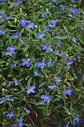 Cobalt Star Lobelia (Lobelia erinus 'Weslocostar') at Garden Treasures