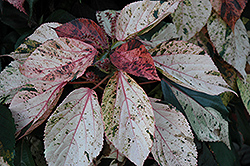 Jacob's Coat (Acalypha wilkesiana) at Garden Treasures