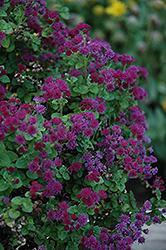 Artist Purple Flossflower (Ageratum 'Agmontis') at Garden Treasures