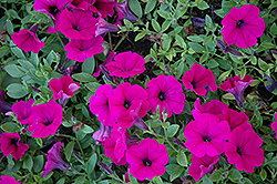 Wave Purple Classic Petunia (Petunia 'Wave Purple Classic') at Garden Treasures