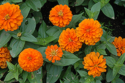 Magellan Orange Zinnia (Zinnia 'Magellan Orange') at Garden Treasures