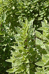 Pesto Perpetuo Basil (Ocimum x citriodorum 'Pesto Perpetuo') at Garden Treasures