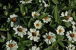 Profusion White Zinnia (Zinnia 'Profusion White') at Garden Treasures