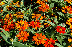 Profusion Orange Zinnia (Zinnia 'Profusion Orange') at Garden Treasures