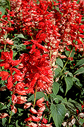 Bonfire Scarlet Sage (Salvia 'Bonfire') at Garden Treasures