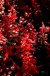 Flare Scarlet Sage (Salvia 'Flare') at Garden Treasures