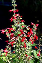 Summer Jewel Red Sage (Salvia 'Summer Jewel Red') at Garden Treasures