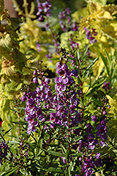 AngelMist Plum Deep Angelonia (Angelonia angustifolia 'AngelMist Plum Deep') at Garden Treasures