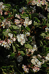 BabyWing White Begonia (Begonia 'BabyWing White') at Garden Treasures