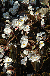 BabyWing White Bronze Leaf Begonia (Begonia 'BabyWing White Bronze Leaf') at Garden Treasures