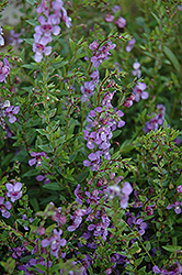 AngelMist Purple Angelonia (Angelonia angustifolia 'AngelMist Purple') at Garden Treasures