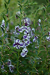 AngelMist Purple Stripe Angelonia (Angelonia angustifolia 'AngelMist Purple Stripe') at Garden Treasures
